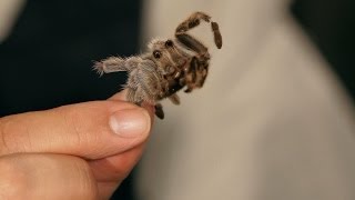 What You Need to Know about Molting  Pet Tarantulas [upl. by Akeit]