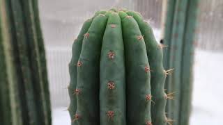 T pachanoi VS T bridgesii Botanical Comparison Video  Trichocereus [upl. by Anavoig789]