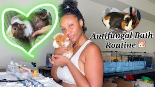 Bathing My Trio of Guinea Pigs  PETS VLOG [upl. by Lynden561]