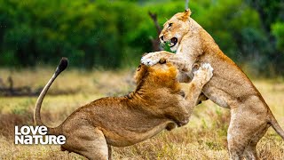 Lionesses Fight Back Against Nomad Lions Attempting Pride Takeover [upl. by Henri]