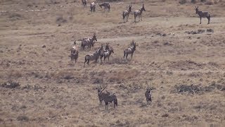 Hunting gemsbok in South Africa [upl. by Anuahsed]