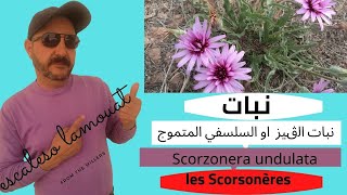 نبات الڨيز او السلسفي المتموج les Scorsonères Scorzonera undulata [upl. by Namajneb650]