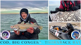 COD Fishing In The Solent South Coast UK  Cod Ray BIG congers With FishingwithMattUK [upl. by Eniarol]