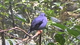 Black Faced Solitaire singing [upl. by Verlee]