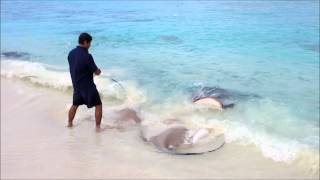 Feeding the Rays at Reethi Beach Resort Maldives [upl. by Alain]