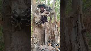 A man see many owls on a stump tree part 02 nature animals wildlife birds nest tree forest [upl. by Sammie]