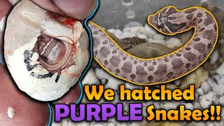 Our LAVENDER Hognose Snakes Hatched [upl. by Hsitirb]