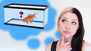 HOW TO SET UP A GOLDFISH TANK [upl. by Enerahs]