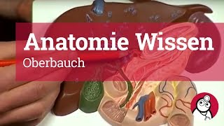 AnatomieWissen Oberbauch [upl. by Kitchen]