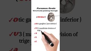 Structures passing through Foramen Ovale  Foramen Ovale anatomy [upl. by Eniffit]