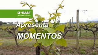 MOMENTOS BASF 🍇 A sua vinha está assim [upl. by Brindle418]