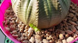 Euphorbia Obesa Baby Popping Out [upl. by Intosh]