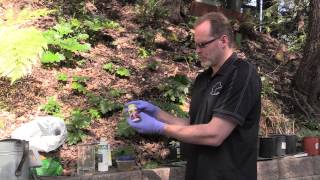 How to root hardwood semihardwood and softwood cuttings [upl. by Yahsel]