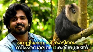 Lion Tailed Macaque vs Nilgiri Langur  Comparison  Nelliyampathy Forest Wildlife  Sreeju Aravind [upl. by Kcaj482]