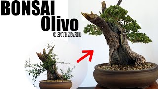 Cómo Hacer un Bonsai de Olivo centenario Paso a Paso [upl. by Gewirtz221]