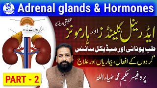 Adrenal Glands amp Hormones  ایڈرینل گلینڈز  ہارمونز  Part 2  Prof Hakeem Zia Ullah [upl. by Arundell]