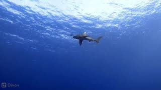 The original footage of Nov 2018 longomanus shark attack  Brothers IslandRed Sea [upl. by Rotow]