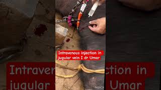 Intravenous injection in jugular vein l dr Umar khan [upl. by Beatrix]