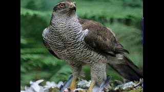 Habicht Accipiter gentilis Vogelstimme [upl. by Nohsauq]