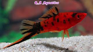 33 Types of Swordtail Fish  33 Different Types of Swordtail Fish [upl. by Yetty815]