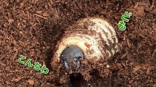 【カブトムシ】レックスゾウカブト幼虫のマット交換 Megasoma rex [upl. by O'Donovan]