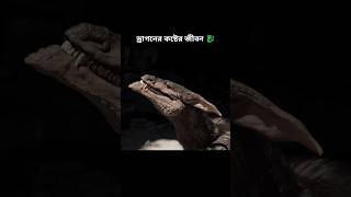 ড্রাগনের কষ্টের জীবন 🐉।। Life of a dragon [upl. by Nylkaj]