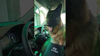 Can my dog drive a car🫣😱🫨🫣driving germanshepherd trending viral cute [upl. by Eiddal]