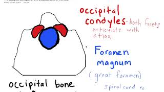 The Occipital Condyles of the Occipital Bone [upl. by Aehta]