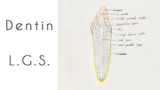 Drawing of Dentin  Longitudinal ground section [upl. by Ellocin]