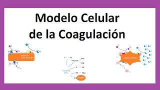 Nueva Cascada de Coagulación  Actualizado [upl. by Aisatan]