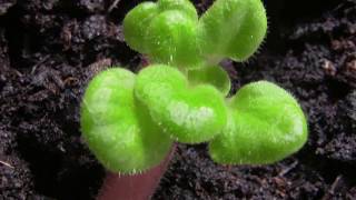 African Violet Saintpaulias  Baby Leaves sprout from Rescued Plant [upl. by Iew]