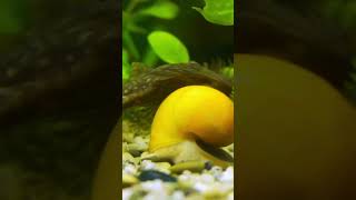 Good Tank Mates for Betta Fish Bristlenose Pleco [upl. by Eddi]