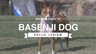 BASENJI BREED REVIEW [upl. by Aittam]