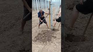 Process Of Pulling And Removing Concrete Columns  Demolish The Abandoned Greenhouse [upl. by Caz]