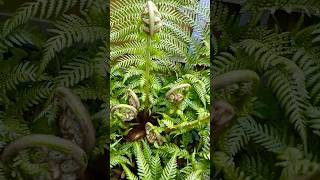 🌴 Tree fern popping new growth 😍 [upl. by Sturges241]