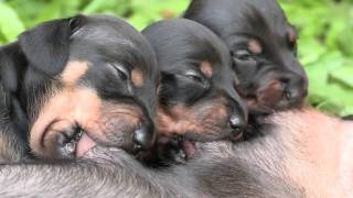 Cute Dachshund Puppies Suckling [upl. by O'Rourke]