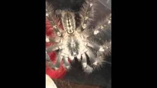 Poecilotheria subfusca highland [upl. by Aldo]