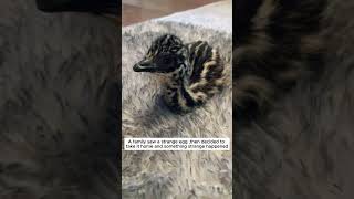 A family saw a strange egg and then ostrich short [upl. by Archie]