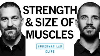 Building Strength vs Building Muscle Size Hypertrophy  Dr Andy Galpin amp Dr Andrew Huberman [upl. by Enyamart573]