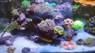 how to get your copepods to reproduce faster in reef tank [upl. by Chrisse95]