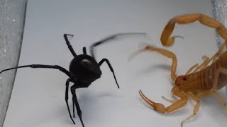 Scorpion vs Spider Crab Praying Mantis Camel Spider Hornet and even a Hedgehog [upl. by Odnanreh]