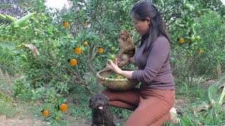 Harvest Kumquat  Traditional Kumquat Jam Making Process Take Care of the PES  Harvest Life [upl. by Tye]