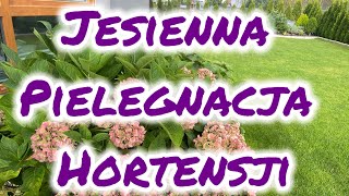 Jesienna pielęgnacja hortensji ogrodowej [upl. by Dorella]