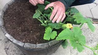 Grow Your Own Pumpkin 🎃 Week Five Male and Female Pumpkins [upl. by Felicdad]