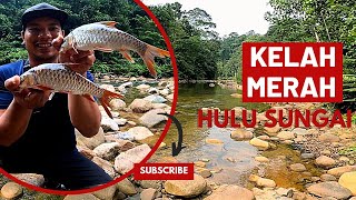 KELAH MERAH SUNGAI LEMBINGMOTOR CAMPING PART2 vlog88 unlimitedfishing unlimitedhobby [upl. by Linell87]