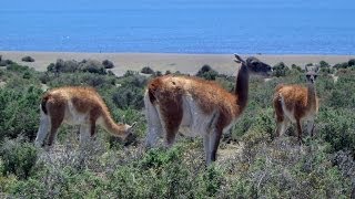 Guanaco Caleta Valdés Peninsula Valdes Chubut Province Argentina South America [upl. by Yaner]