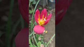 ZEPHYRANTHES LAMDUAN RED 😍 [upl. by Zelikow]