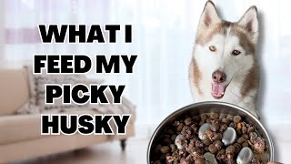 What I Feed My Picky Husky [upl. by Ahsenhoj852]