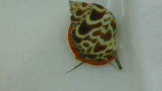 Orange Spot Nassarius Snail [upl. by Eneleuqcaj891]