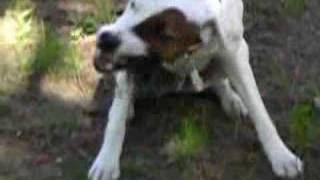 Dog eating bird alive  Parson Russell terrier [upl. by Arne]